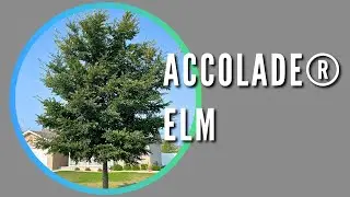 Accolade® Elm
