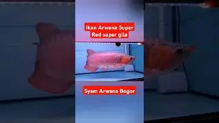 Arwana Super Red Super Mahal • Warna Bentuk Berkualitas