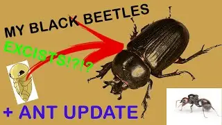 MY BLACK BEETLES JUST SPAWNED?!(ANT UPDATE #3,Messor Barbarus, Lasius Flavus, Lasius Niger + Beetle)