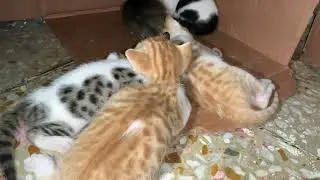 Mom Cat have given birth to Kittens 