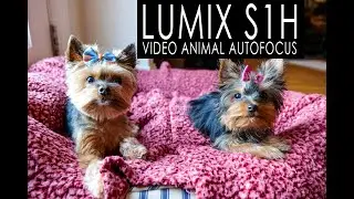 Lumix S1H Video Autofocus Animal Detect test (Yorkshire Terriers)