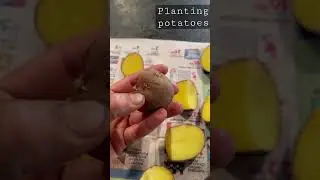 Prepping and planting potatoes- early April
