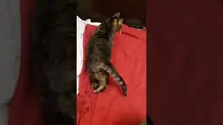Мурзик просыпается