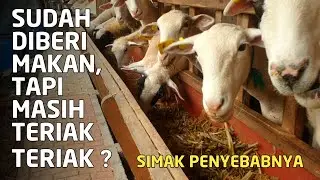 Jika kurang hal ini domba tetap minta makan meskipun sudah kenyang