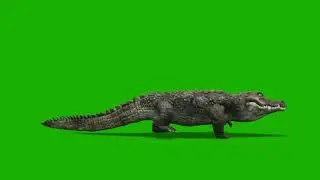 Crocodile walking animation on green screen background || मगरमच्छ का चलना ग्रीन स्क्रीन
