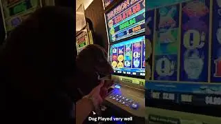 This Dog was very lucky for their owner! #dog #funn #shorts