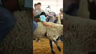 Watch young cowboys and cowgirls compete in a mutton busting competition