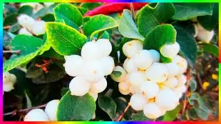 Снежноягодник красивый декоративный кустарник