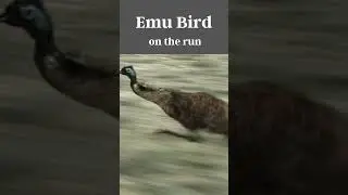 This Emu Bird is on the run #shorts #birdswatching #youtubeshorts