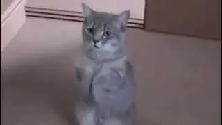 Умоляющий котик