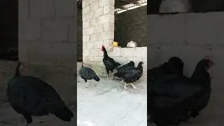 Андижон кора шахзода гигант товуклари