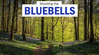 Spring BLUEBELLS | Lake District Woodland Photography & Image Critique