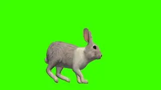 rabbit running part 2 green screen video 