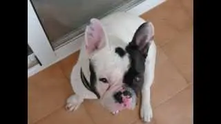 Mis dos animales!.