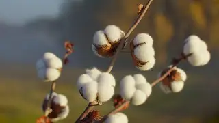 cotton Look Dev
