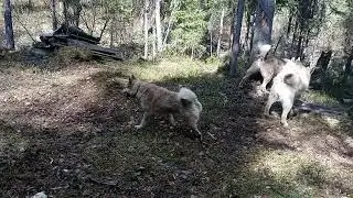 Мои собаки🥰 Волчок и Югра, приучаю ходить в паре!