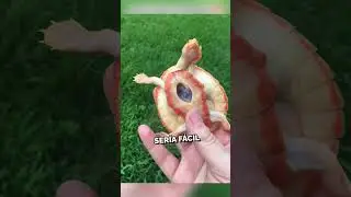 This turtle was born with its heart exposed and pulled through 🥺❤️ 
