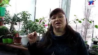 ЧТО  ДЕЛАТЬ, если ваше РАСТЕНИЕ  ЗАМЁРЗЛО?