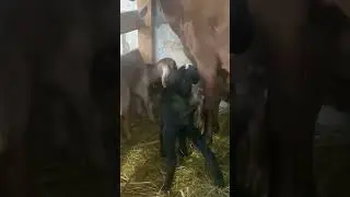 Англо-Нубийские Козлята на продажу