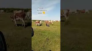 Стадо коров на пастбище 