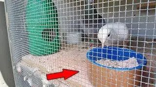 Greedy Pigeons Grit & PMP