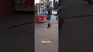 Funny Dog #top #shorts #rec #reels #funny #funnyanimals #funnydogs