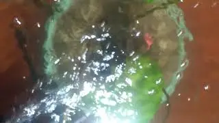 Indoor lotus fish pond