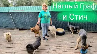 Наглый Граф и маленький Стич