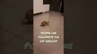 Cheeky bunny 🐰 (Bêtises de lapin)