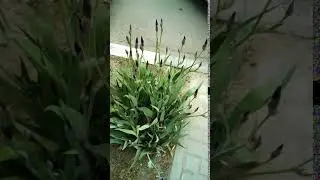ирисы и ветер