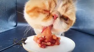 My cat eats raw meat mix  (4 types) | Dao’s ASMR