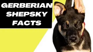 Gerberian Shepsky facts