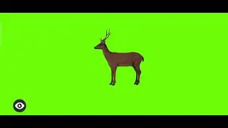 deer GREEN SCREEN || ALL POSE ...no copyright ....100% copyright free