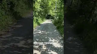 Прогулка вдоль леса