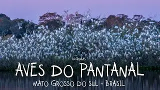 CONTEMPLATIVE - Birds of PANTANAL, Mato Grosso do Sul in birdwatching - by Leonardo Merçon