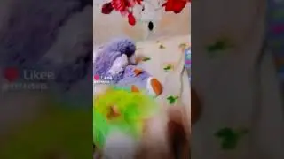 Кошечку Мучают