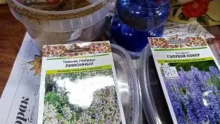 Многолетники из семян. Тимьян и Котовник.