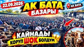 22.09.2026 АК БАТА МАЛ, КОЙ, ЭЧКИ, БААЛАРЫ ТУШУП КЕТТИБИ? 😱😱
