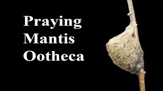 Praying Mantis Ootheca