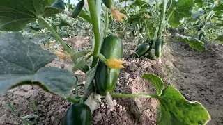 #Бодиринг# бизнес # #теплитса #