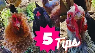MY 5 TOP TIPS FOR CHICKEN OWNERS