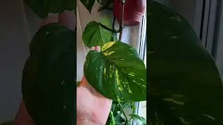 Находка за 320 рублей💚😍#сциндапсус #эпипренум #растения #plants