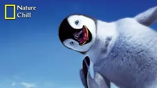 Return Of The Ice - The Future is Wild | National Geographic Documentary 2023