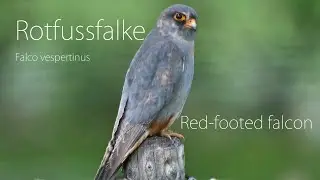 Der Rotfussfalke - Red-footed falcon