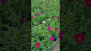 DIANTHUS 