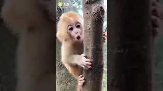 😃monkey sounds😃angry monkey sounds😃Monkey sound😄monkey sound effects😁