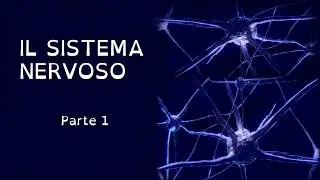 SISTEMA NERVOSO - I NEURONI (parte 1)