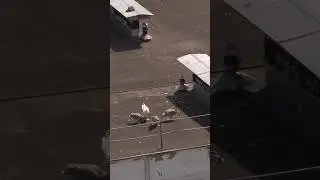 Чайкины разборки. Птенцы растут...
