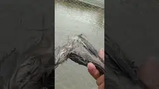 (42.) Burung yang meresahkan..🤦‍♂