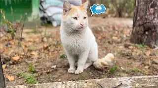 How do cats feel after rain ?